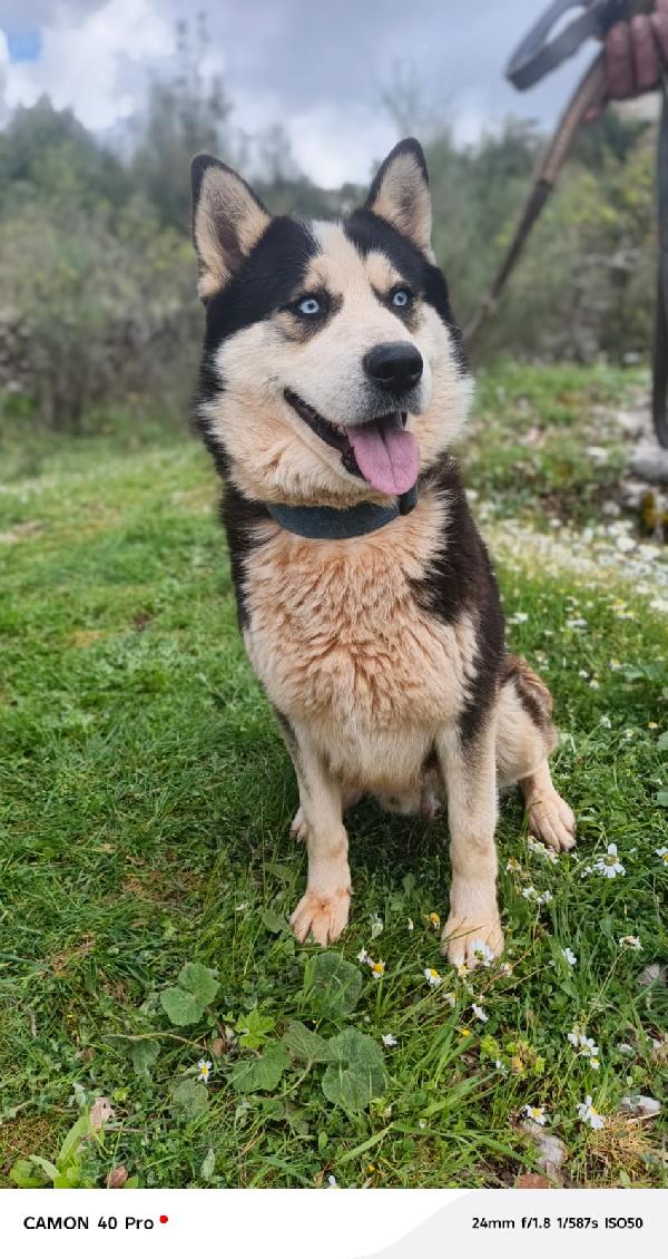 Simba, splendido simil Malamute dagli occhi color cielo Foto 10